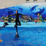 061_kirillovka_delfinariy_oskar