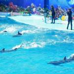 063_kirillovka_delfinariy_oskar