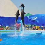 068_kirillovka_delfinariy_oskar