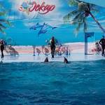 Дельфинарий в Кирилловке