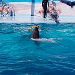 Дельфинарий в Кирилловке