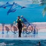 Дельфинарий в Кирилловке