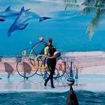 Дельфинарий в Кирилловке