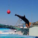 Дельфинарий в Кирилловке