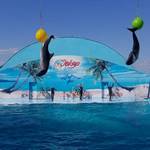 Дельфинарий в Кирилловке