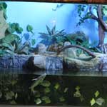Аквариум в кирилловке