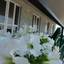 База отдыха Белый Парус в Кирилловке цветы на террасе